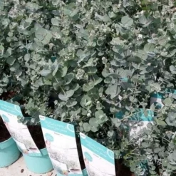 Winterharde Eucalyptus (Eucalyptus Gunnii 'Azura') -Tuin Vormen Verkoopwinkel eucalyptusazura02