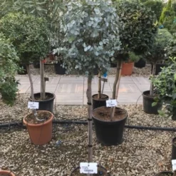 Eucalyptus Op Stam (Eucalyptus Gunnii) 9 Eucalyptus Op Stam (Eucalyptus Gunnii) -Tuin Vormen Verkoopwinkel eucalytus gunni 80cm stam