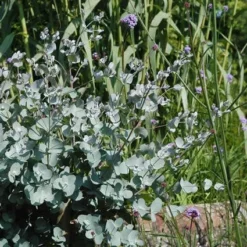 Eucalyptus Als Boom (Eucalyptus Gunnii) -Tuin Vormen Verkoopwinkel eugunnii 8