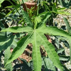 Vingerplant (Fatsia Polycarpa 'Green Fingers') -Tuin Vormen Verkoopwinkel fatisa polycarpa green fingers 2 1