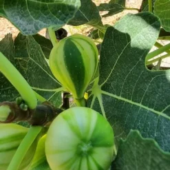 Vijg (Ficus Carica 'Panache') -Tuin Vormen Verkoopwinkel ficus caira panachee 2