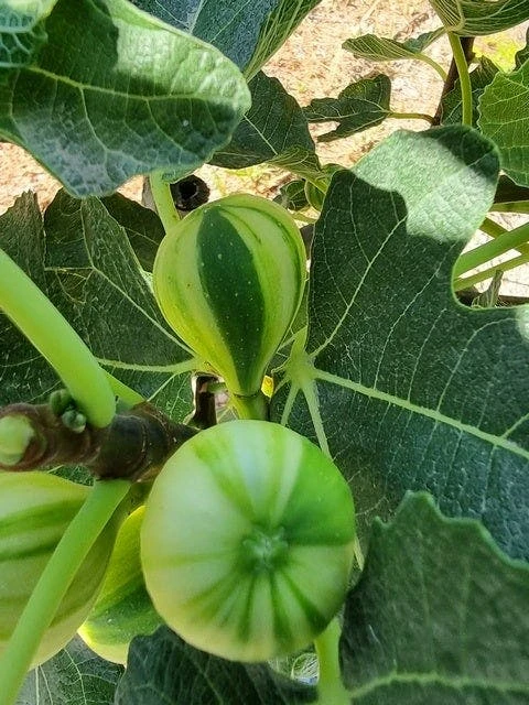 Vijg Op Stam (Ficus Carica 'Panache') 5 Vijg Op Stam (Ficus Carica 'Panache') - Afbeelding 3