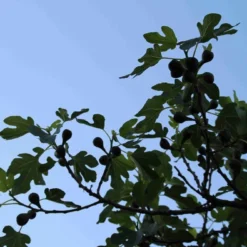 Vijg Op Stam (Ficus Carica) -Tuin Vormen Verkoopwinkel ficus carica 3