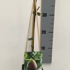 Vijg (Ficus Carica) -Tuin Vormen Verkoopwinkel ficus carica 50 60 c2