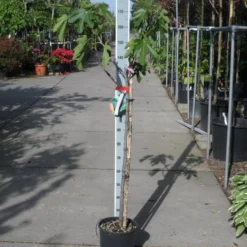 Vijg Op Stam (Ficus Carica) -Tuin Vormen Verkoopwinkel ficus carica halfstam c15