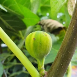 Vijg (Ficus Carica 'Panache') -Tuin Vormen Verkoopwinkel ficuscaricapanache01 1