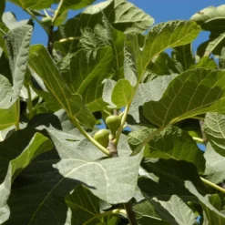 Vijg (Ficus Carica 'Panache') -Tuin Vormen Verkoopwinkel ficuscaricavi