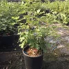 Vijg (Ficus Carica 'Violet Dauphine') -Tuin Vormen Verkoopwinkel ficuscaricaviolettedauphine01