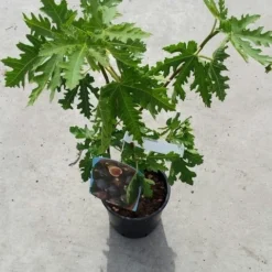 Vijg (Ficus Carica 'Ice Crystal') 7 Vijg (Ficus Carica 'Ice Crystal') -Tuin Vormen Verkoopwinkel ficusicecrystal03