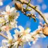 Amandelboom (Prunus Dulcis) -Tuin Vormen Verkoopwinkel fotolia 100958242 s 1