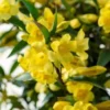 Gele Jasmijn (Gelsemium Sempervirens) -Tuin Vormen Verkoopwinkel gelsemium