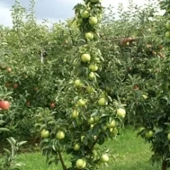 Zuilfruit (Malus Domestica 'Goldcats') -Tuin Vormen Verkoopwinkel goldcats 2