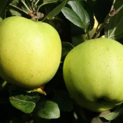 Lei-Appel (Malus Domestica 'Greensleeves') -Tuin Vormen Verkoopwinkel greensleeves 1