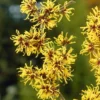 Toverhazelaar (Hamamelis Mollis) -Tuin Vormen Verkoopwinkel hamamelis mollis 2