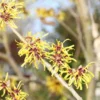Toverhazelaar (Hamamelis Mollis 'Pallida') 2 Toverhazelaar (Hamamelis Mollis 'Pallida') -Tuin Vormen Verkoopwinkel hamamelis mollis pallida 2