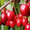 Lei-kers (Prunus Avium 'Hedelfinger Riesenkirsche') -Tuin Vormen Verkoopwinkel hedelfinger