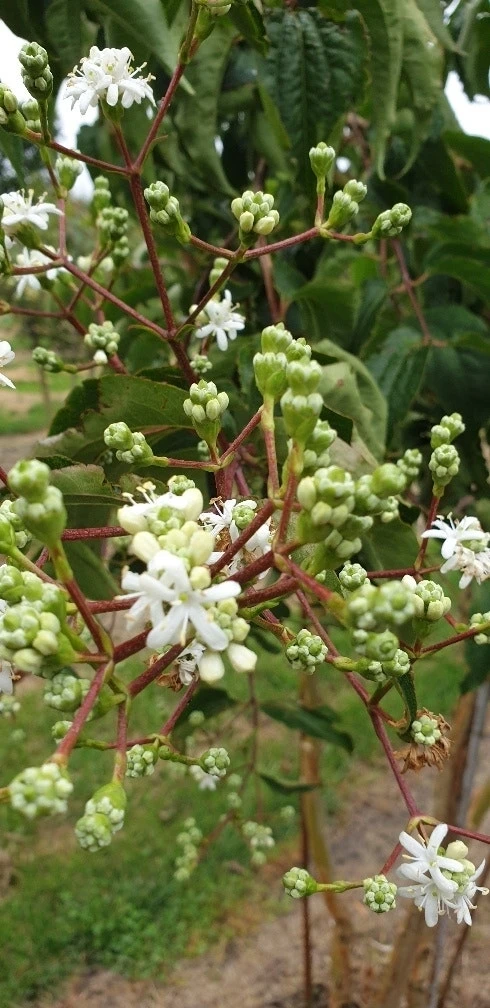 Zevenzonenboom (Heptacodium Miconioides) 4 Zevenzonenboom (Heptacodium Miconioides) - Afbeelding 2