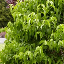 Zevenzonenboom (Heptacodium Miconioides) -Tuin Vormen Verkoopwinkel heptacodiummiconoides02