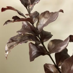 Lagerstroemia Als Halfstam (Lagerstroemia Indica 'Rhapsody In Pink')