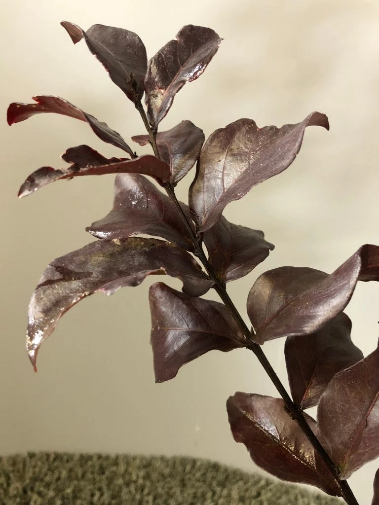 Lagerstroemia Als Halfstam (Lagerstroemia Indica 'Rhapsody In Pink') 3 Lagerstroemia Als Halfstam (Lagerstroemia Indica 'Rhapsody In Pink')