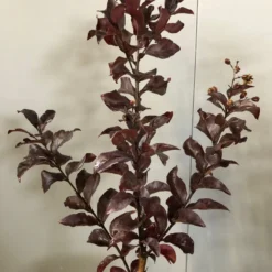 Lagerstroemia Als Halfstam (Lagerstroemia Indica 'Rhapsody In Pink') 7 Lagerstroemia Als Halfstam (Lagerstroemia Indica 'Rhapsody In Pink') -Tuin Vormen Verkoopwinkel img 2474 1 1