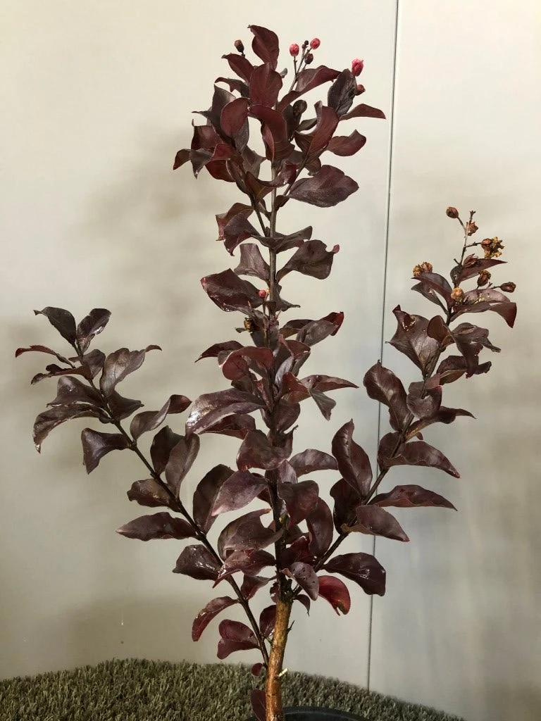 Lagerstroemia Als Halfstam (Lagerstroemia Indica 'Rhapsody In Pink') 5 Lagerstroemia Als Halfstam (Lagerstroemia Indica 'Rhapsody In Pink') - Afbeelding 3