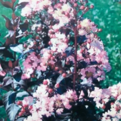 Lagerstroemia (Lagerstroemia Indica 'Rhapsody In Pink') -Tuin Vormen Verkoopwinkel img 2475 1