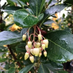 Aardbeiboom Als Struik (Arbutus Unedo) -Tuin Vormen Verkoopwinkel img 2585