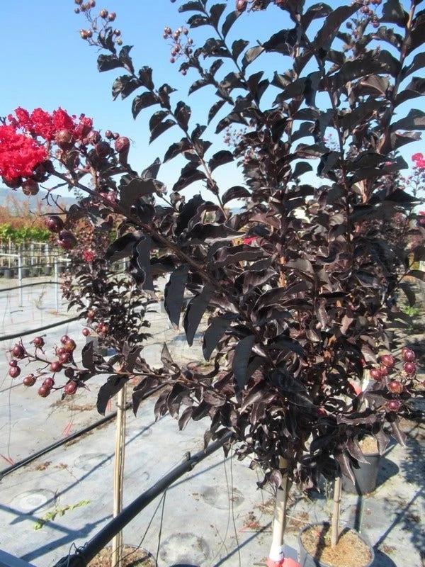 Lagerstroemia Als Halfstam (Lagerstroemia 'Black Diamond Best Red') 5 Lagerstroemia Als Halfstam (Lagerstroemia 'Black Diamond Best Red') - Afbeelding 4