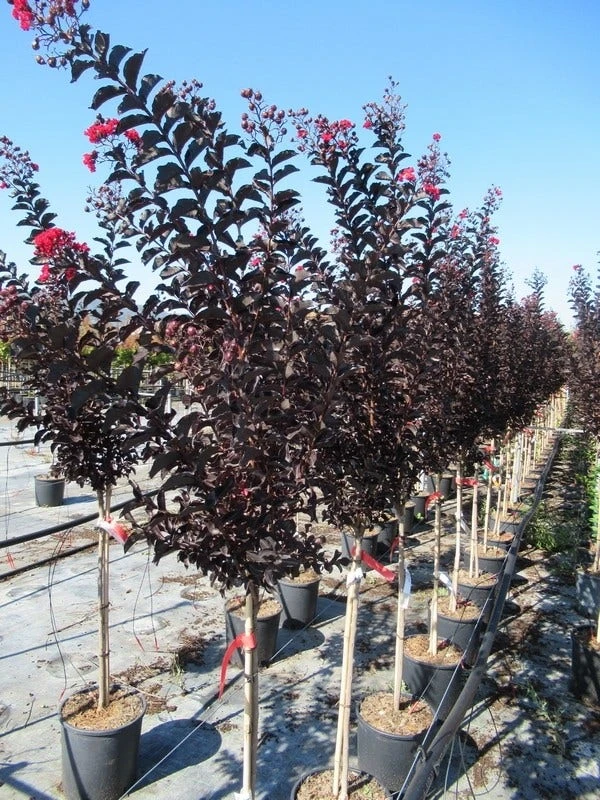 Lagerstroemia Als Halfstam (Lagerstroemia 'Black Diamond Best Red') 6 Lagerstroemia Als Halfstam (Lagerstroemia 'Black Diamond Best Red') - Afbeelding 5