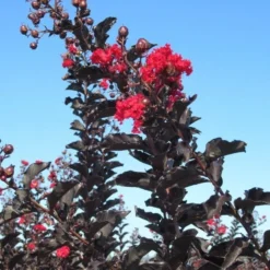 Lagerstroemia Als Halfstam (Lagerstroemia 'Black Diamond Best Red') 12 Lagerstroemia Als Halfstam (Lagerstroemia 'Black Diamond Best Red') -Tuin Vormen Verkoopwinkel img 4246