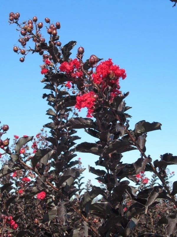 Lagerstroemia Als Halfstam (Lagerstroemia 'Black Diamond Best Red') 7 Lagerstroemia Als Halfstam (Lagerstroemia 'Black Diamond Best Red') - Afbeelding 6