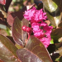 Lagerstroemia Als Halfstam (Lagerstroemia Indica 'Berry Dazzle') -Tuin Vormen Verkoopwinkel img 4248