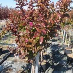 Lagerstroemia Als Halfstam (Lagerstroemia Indica 'Berry Dazzle') -Tuin Vormen Verkoopwinkel img 4249