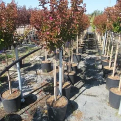 Lagerstroemia Als Halfstam (Lagerstroemia Indica 'Berry Dazzle') -Tuin Vormen Verkoopwinkel img 4250