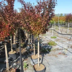 Lagerstroemia Als Halfstam (Lagerstroemia Indica 'Berry Dazzle') -Tuin Vormen Verkoopwinkel img 4251