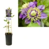 Bosrank (Clematis ‘Taiga’) -Tuin Vormen Verkoopwinkel k303.40855 clematis florida taiga pbr light s pot
