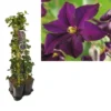 Hedera-Clematis Mix Haag (Romantika) -Tuin Vormen Verkoopwinkel k390.99123 clematis romantika 1m privacy