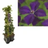 Hedera-Clematis Mix Haag (Polish Spirit) -Tuin Vormen Verkoopwinkel k390.99132 clematis vit. polish spirit 1m privacy