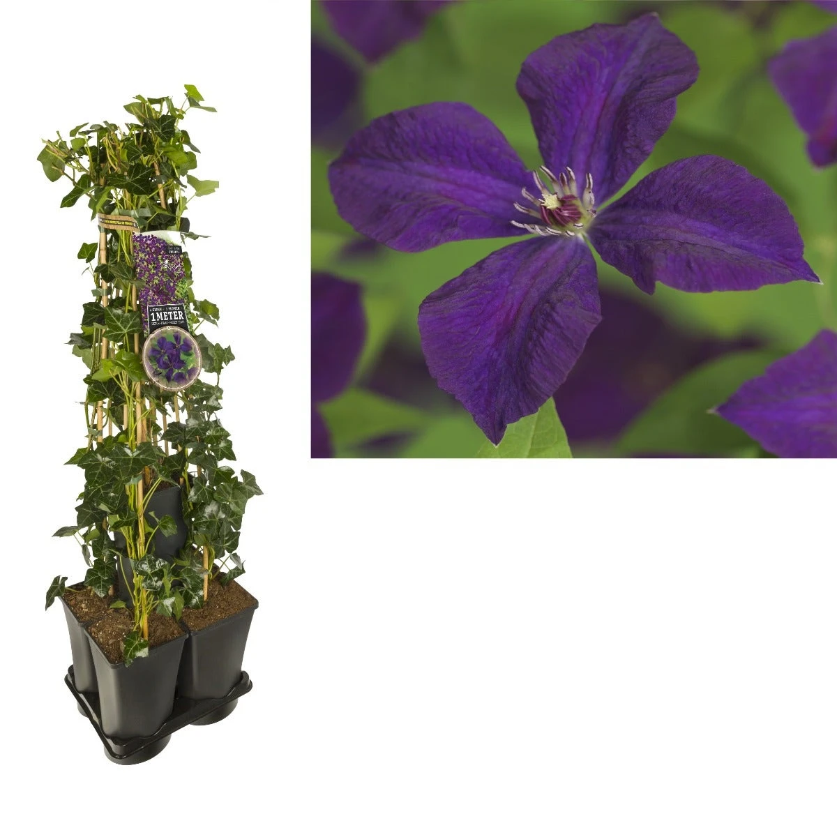 Hedera-Clematis Mix Haag (Polish Spirit) 3 Hedera-Clematis Mix Haag (Polish Spirit)