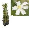 Hedera-Clematis Mix Haag (Paul Farges) 2 Hedera-Clematis Mix Haag (Paul Farges) -Tuin Vormen Verkoopwinkel k390.99133 clematis paul farges 1m privacy