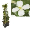 Hedera-Clematis Mix Haag (grandiflora) 2 Hedera-Clematis Mix Haag (grandiflora) -Tuin Vormen Verkoopwinkel k390.99141 clematis montana grandiflora 1m privacy 1