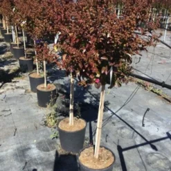Lagerstroemia Als Halfstam (Lagerstroemia Indica 'Berry Dazzle') -Tuin Vormen Verkoopwinkel lagerstroemia black dazzle halfstam