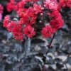 Lagerstroemia Als Halfstam (Lagerstroemia 'Black Diamond Best Red') -Tuin Vormen Verkoopwinkel lagerstroemia black diamond