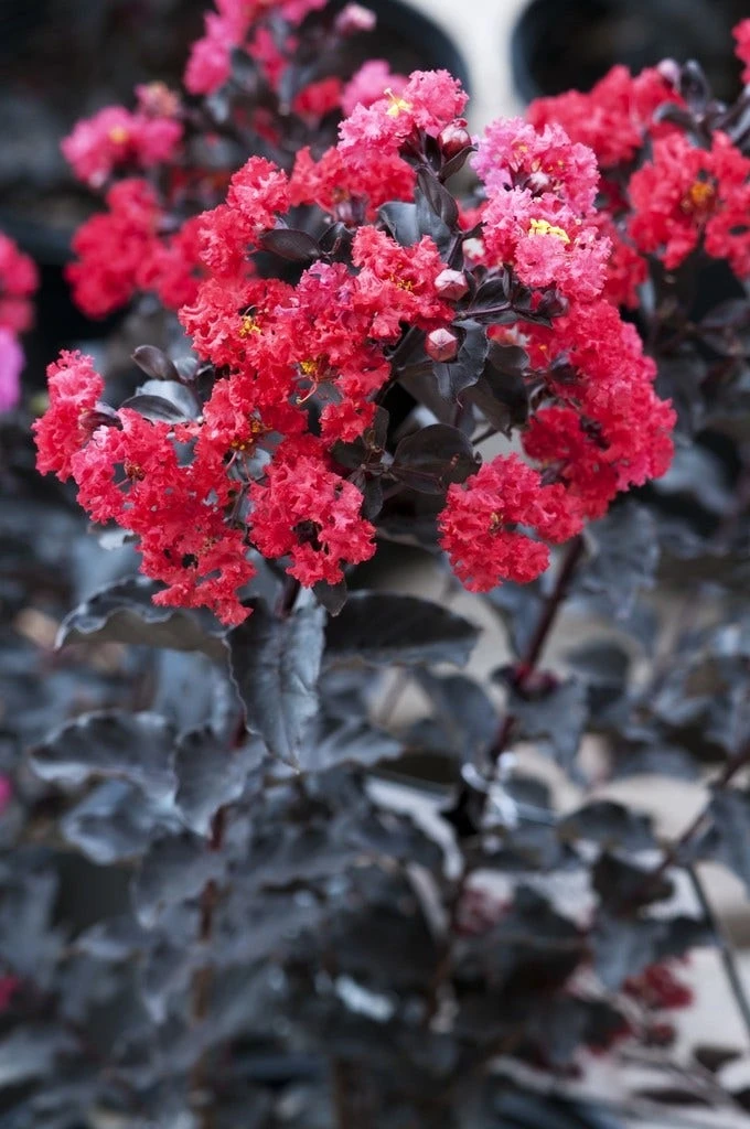 Lagerstroemia Als Halfstam (Lagerstroemia 'Black Diamond Best Red') 2 Lagerstroemia Als Halfstam (Lagerstroemia 'Black Diamond Best Red')