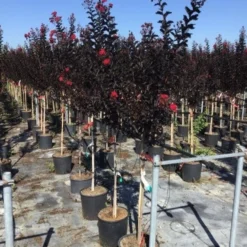 Lagerstroemia Als Halfstam (Lagerstroemia 'Black Diamond Best Red') 9 Lagerstroemia Als Halfstam (Lagerstroemia 'Black Diamond Best Red') -Tuin Vormen Verkoopwinkel lagerstroemia black diamond halfstam