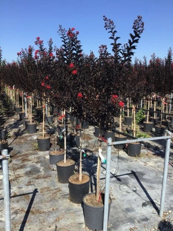 Lagerstroemia Als Halfstam (Lagerstroemia 'Black Diamond Best Red') 4 Lagerstroemia Als Halfstam (Lagerstroemia 'Black Diamond Best Red') - Afbeelding 3