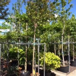 Roze Lagerstroemia Als Boom (Lagerstroemia Indica) -Tuin Vormen Verkoopwinkel lagerstroemia indica 10 12ho