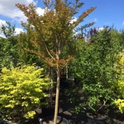 Roze Lagerstroemia Als Boom (Lagerstroemia Indica) -Tuin Vormen Verkoopwinkel lagerstroemia indica halfstam 14 16
