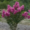 Lagerstroemia Roze (Lagerstroemia Indica) -Tuin Vormen Verkoopwinkel lagerstroemia indica roze 1